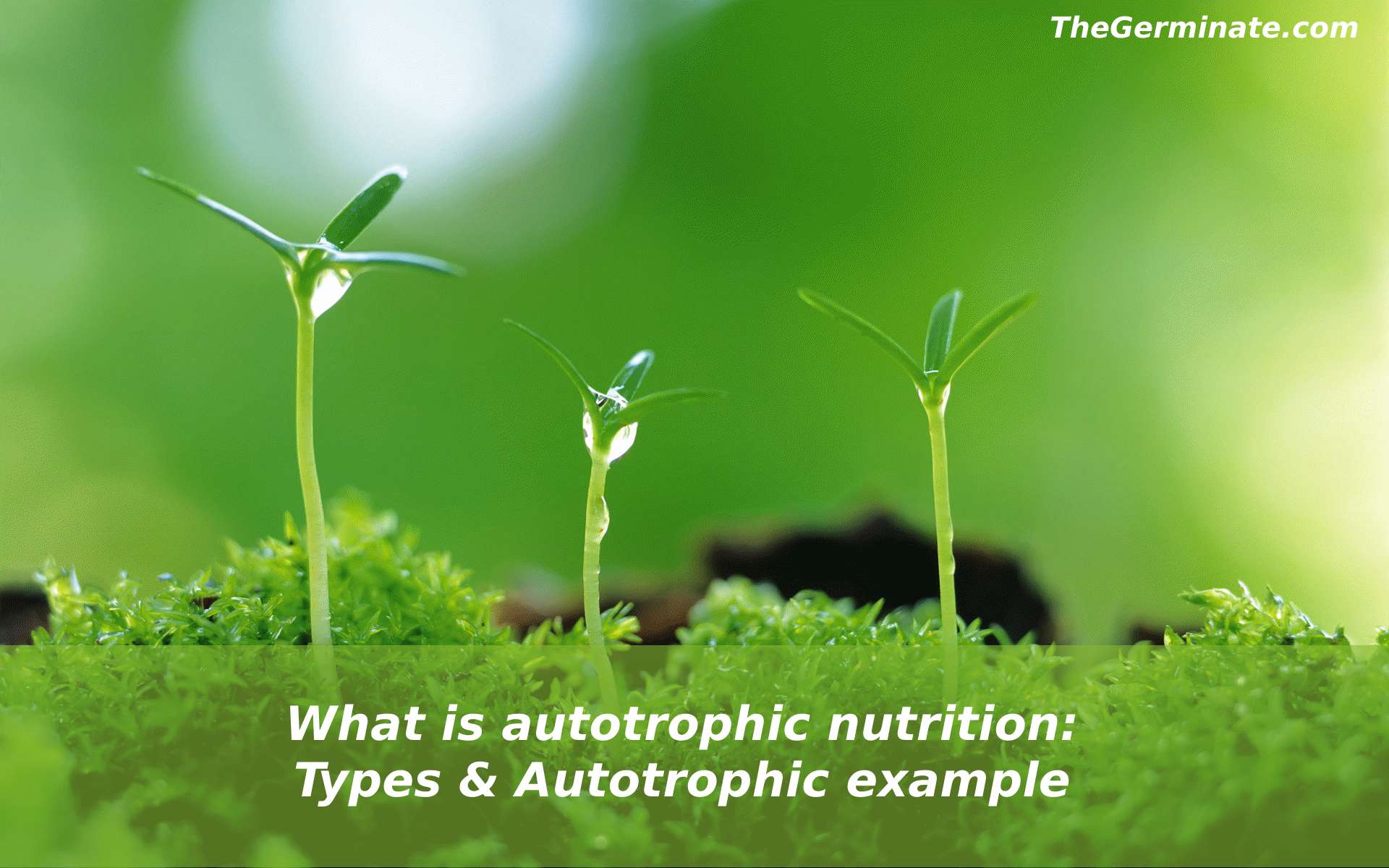 What Is Autotrophic Nutrition Types Autotrophic Example The Germinate