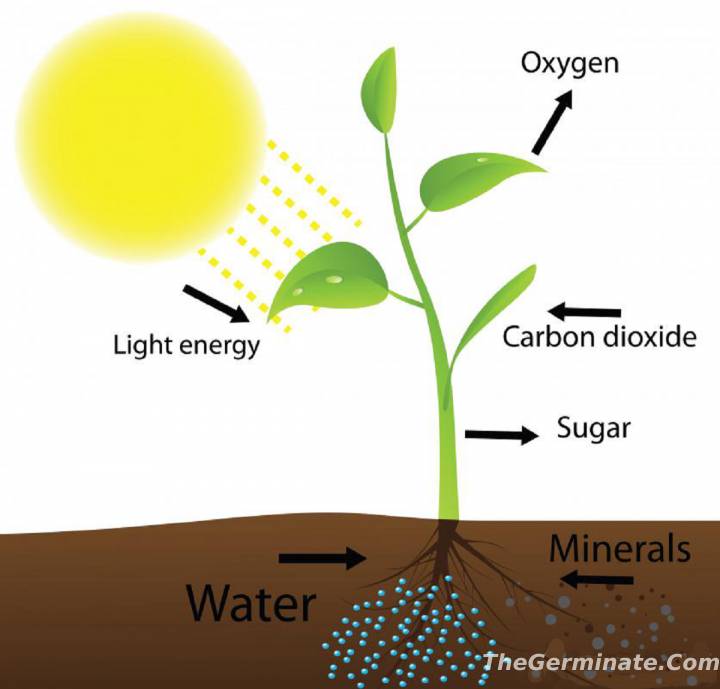 What is autotrophic nutrition: Types & Autotrophic example - The Germinate